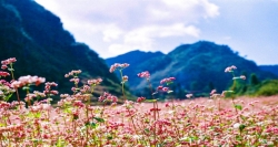 Du lịch Hà Giang vào những ngày tháng 10, du khách sẽ được chìm đắm dưới sắc phớt hồng của những ruộng hoa tam giác mạch trải khắp nơi