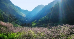 Cao nguyên Mộc Châu luôn thu hút du khách phương xa bởi cảnh sắc thiên nhiên tuyệt đẹp bất kể là mùa nào trong năm