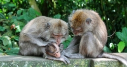 Những khú khỉ hồn nhiên bên nhau trong khu rừng khỉ