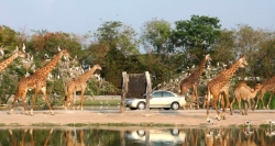 Safari World - nơi bạn có thể vui đùa cùng những chú hươu cao cổ