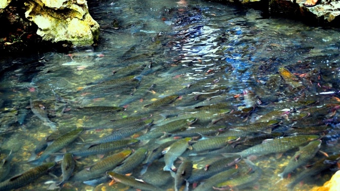 Suối cá thần Cẩm Lương, Thanh Hóa nổi tiếng với đàn cá đông đúc quanh năm không bao giờ vơi.
