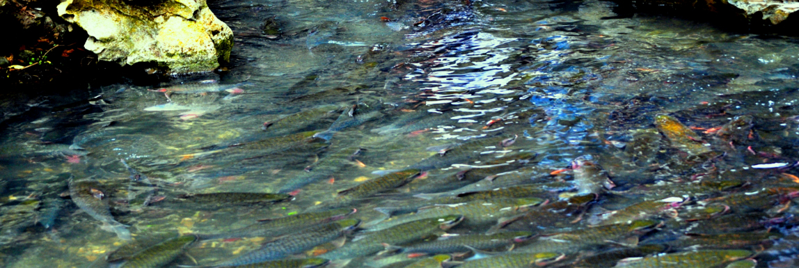 Cá ở suối cá thần Cẩm Lương chỉ để ngắm chứ không ai dám bắt lên ăn.