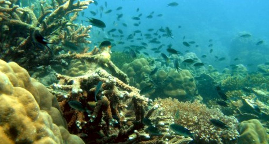 Những rặng san còn e ấp cùng những đàn cá tung tăng nô đùa dưới đáy đại dương