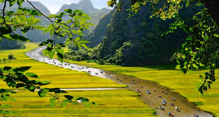 Khi đến Tam Cốc, Ninh Bình, bạn sẽ được chiêm ngưỡng một khung cảnh vô cùng ngoạn mục bởi màu vàng rực của lúa