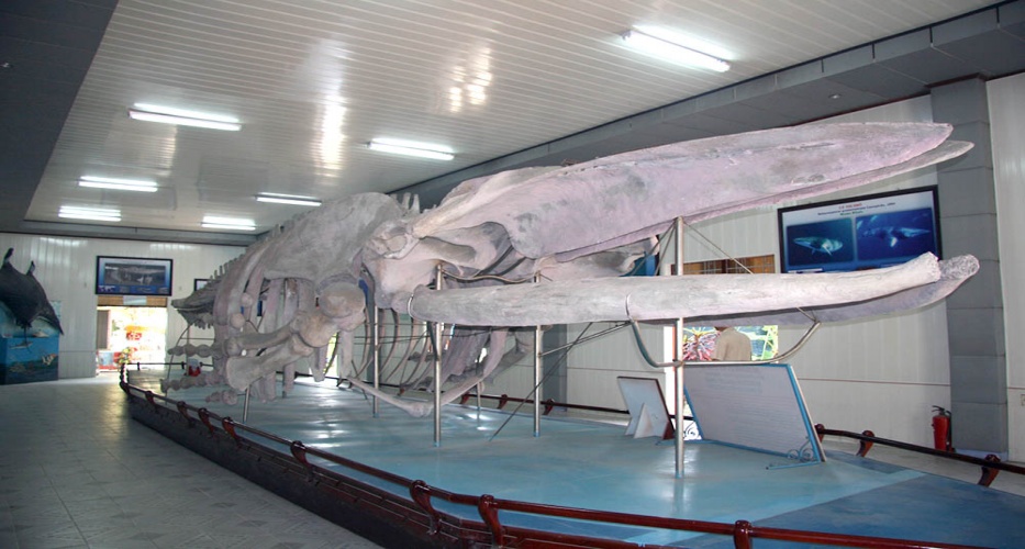 Thăm viện Hải Dương Học Nha Trang nơi trưng bày nhiều mẫu vật biển quý hiếm