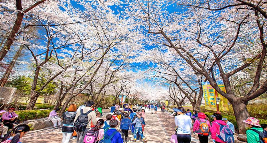 Tour du lịch Hàn Quốc Ngắm Hoa Anh Đào với Khách sạn 3 SAO Giá trọn gói trải nghiệm mùa hoa anh đào tuyệt đẹp
