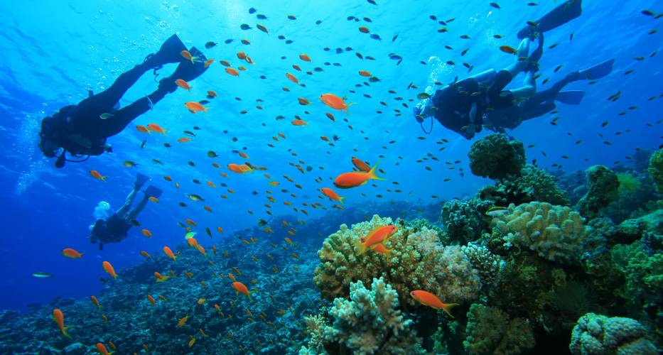 Lặn biển để ngắm đàn cá rực rỡ sắc màu bên những rặng san hô tuyệt đẹp
